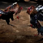 cách cược đá gà